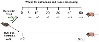 Helicobacter pylori infection induces gastric precancerous lesions and persistent expression of Angpt2, Vegf-A and Tnf-A in a mouse model